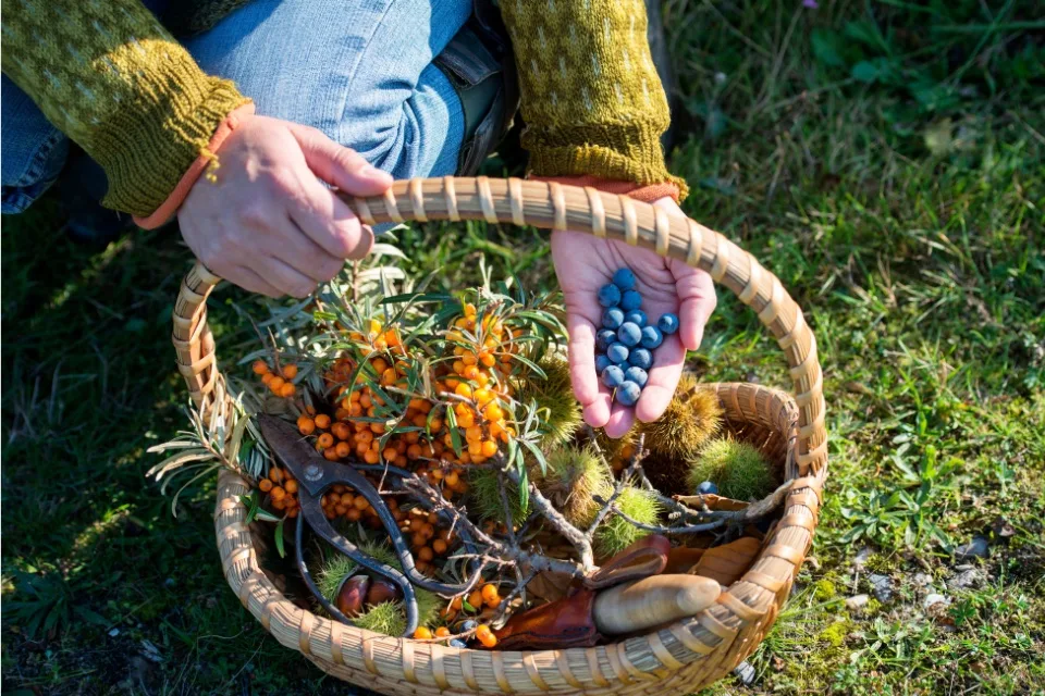 A basket of local produce