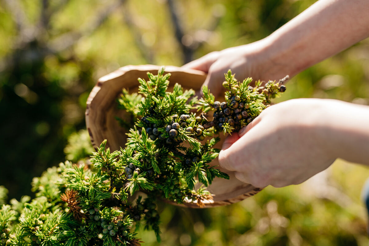 Hand-picked wild produce from northern Finland