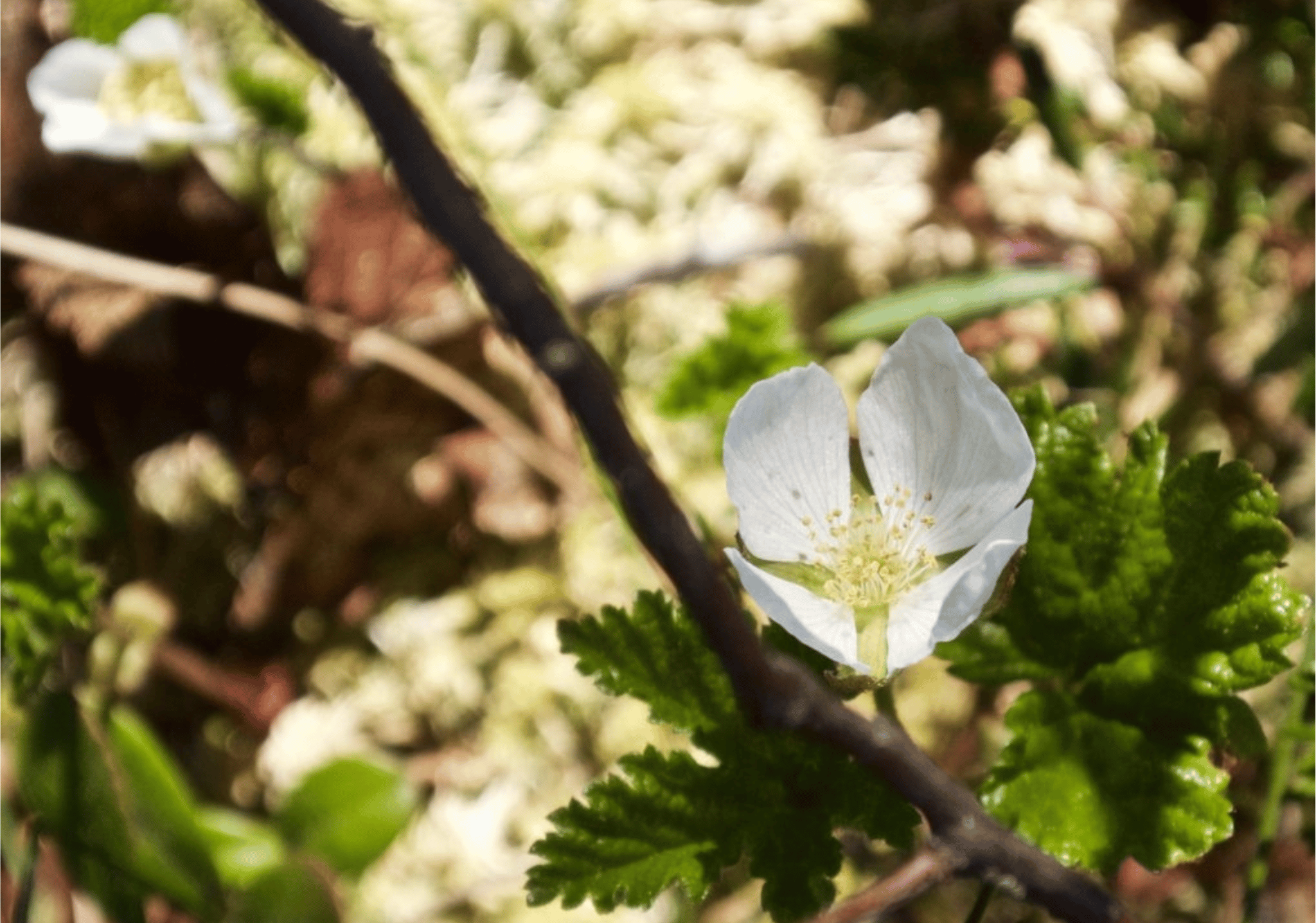 Finnish nature and landscape - representing local heritage